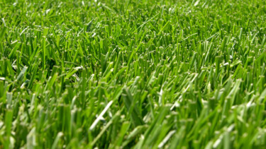 Gras, grün, Wiese [Quelle: freeimages.com, George Takis]