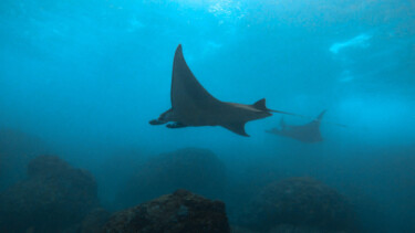 Tauchen, Fische, Meer