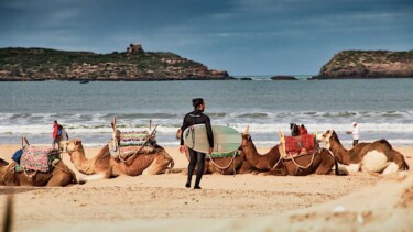 Surfer läuft am Strand entlang auf dem viele Kamele liegen.