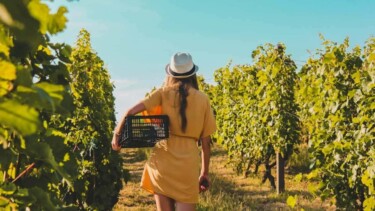 Eine Frau in einem gelben Kleid hält eine Obstkiste und geht unter blauem Himmel durch einen Weinberg.