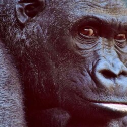 Gorilla Selektive Wahrnehmung Psychologie [Quelle: pixabay.com]