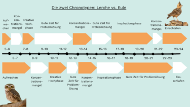 Tagesrhythmus mit unterschiedlichen Phasen der beiden Chronotypen Lerche und Eule
