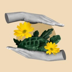 Zwei Hände umrahmen schützend eine Schildkröte und Blumen.