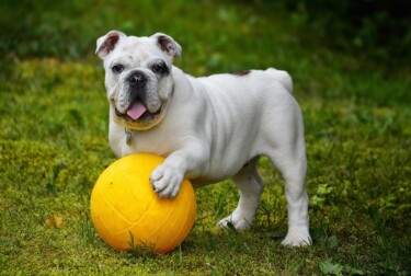 Bulldogge, Hund, spielen, Ball pixabay.com [Quelle: pixabay.com, Autor: Alain Audet]